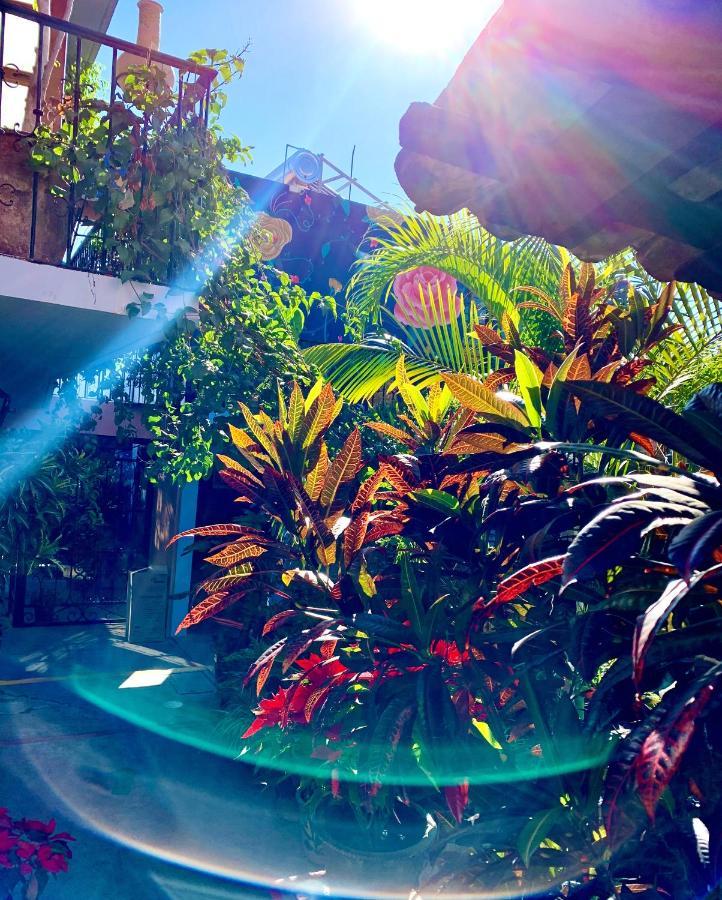 Hotel Las Golondrinas Oaxaca 外观 照片