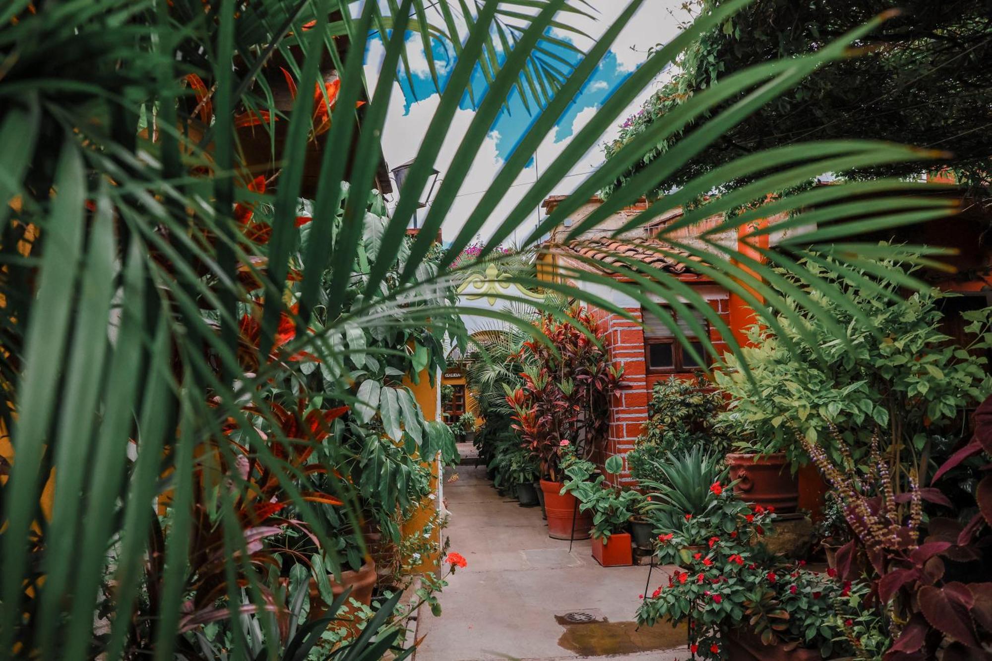 Hotel Las Golondrinas Oaxaca 外观 照片